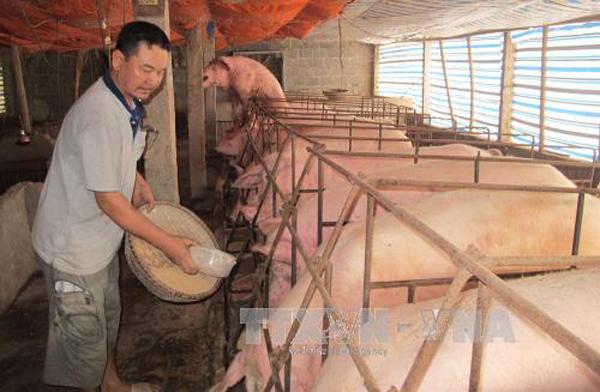 Biện pháp lâu dài 'giải cứu' ngành chăn nuôi lợn ảnh 1